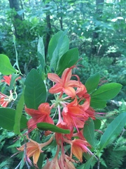 Rhododendron cumberlandense