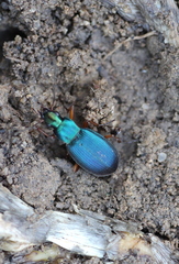 Chlaenius cyaneus