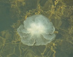 Netrostoma nuda