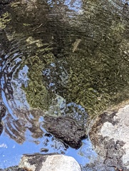 Salmo trutta