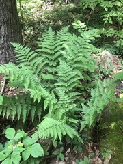 Dryopteris × triploidea