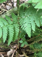 Dryopteris × triploidea