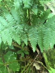 Dryopteris × triploidea