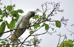Cacatua