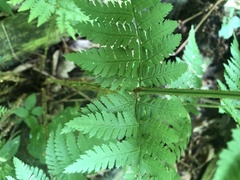 Dryopteris × triploidea