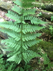 Dryopteris × triploidea