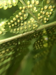 Dryopteris × triploidea