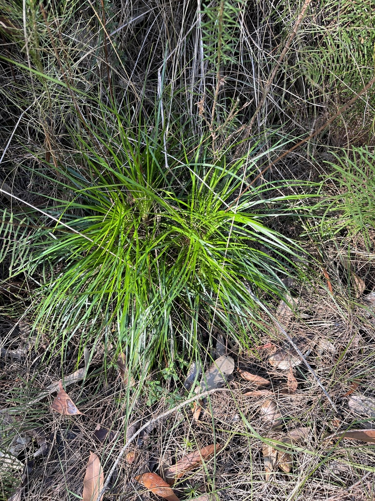 flowering plants from Brisbane Water National Park, Patonga, NSW, AU on ...