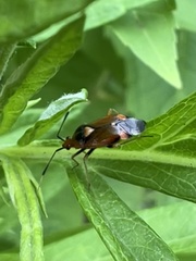 Deraeocoris ruber