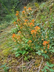Castilleja hispida hispida