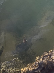 Tetractenos hamiltoni