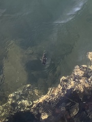 Tetractenos hamiltoni