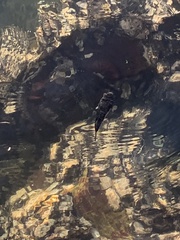 Tetractenos hamiltoni