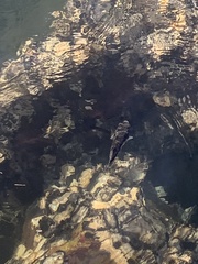 Tetractenos hamiltoni