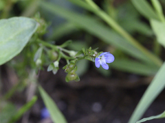 Veronica americana