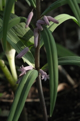 Polygonatum roseum