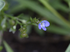 Veronica americana