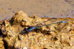 Pseudagrion hamoni