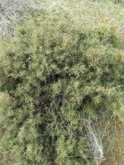 Hakea rugosa