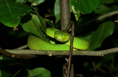 Trimeresurus erythrurus
