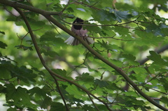 Junco hyemalis shufeldti