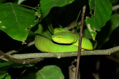 Trimeresurus erythrurus