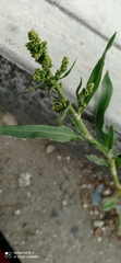Rumex mexicanus