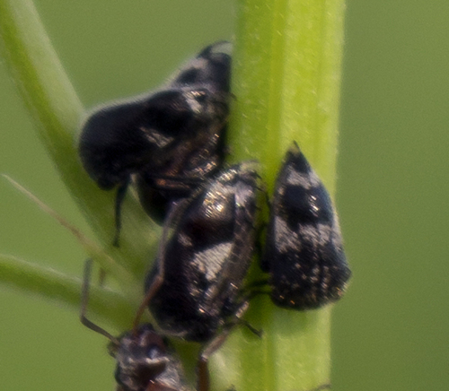 Three-spotted Treehopper photo 4
