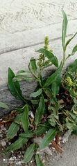 Rumex mexicanus