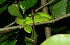 Trimeresurus erythrurus