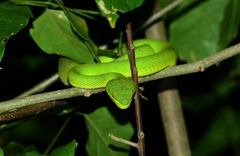 Trimeresurus erythrurus