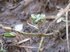 Leptobasis vacillans