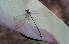 Philogenia carrillica