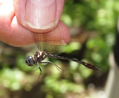Macrothemis hemichlora