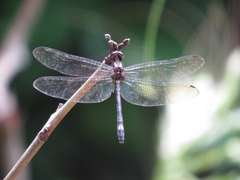 Macrothemis pseudimitans