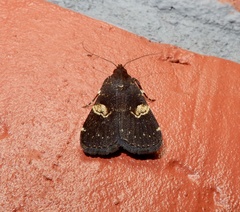 Hydrillodes gravatalis