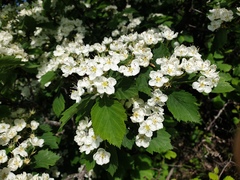 Crataegus macracantha