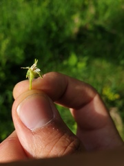 Crataegus macracantha