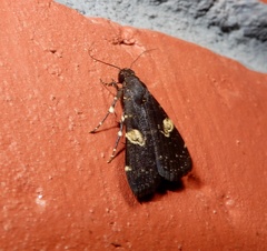 Hydrillodes gravatalis