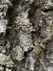 Bacidia rubella