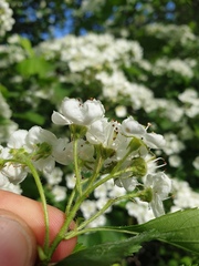 Crataegus macracantha