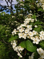 Crataegus macracantha