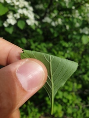 Crataegus macracantha