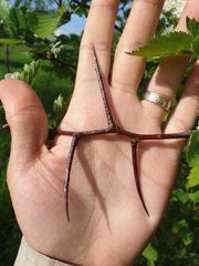 Crataegus macracantha