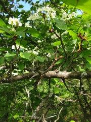 Crataegus macracantha