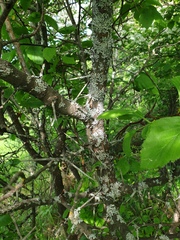 Crataegus macracantha
