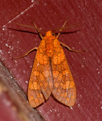 Elysius pyrosticta