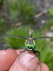 Cordulia shurtleffii