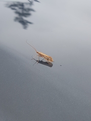 Limnephilus ornatus