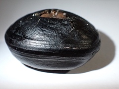 Macropsychanthus comosus